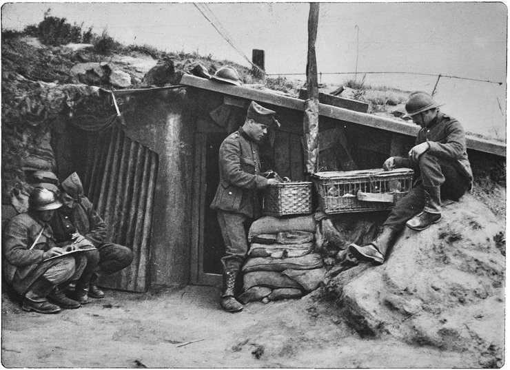поштовий голуб, армія, голубина пошта, перша світова війна