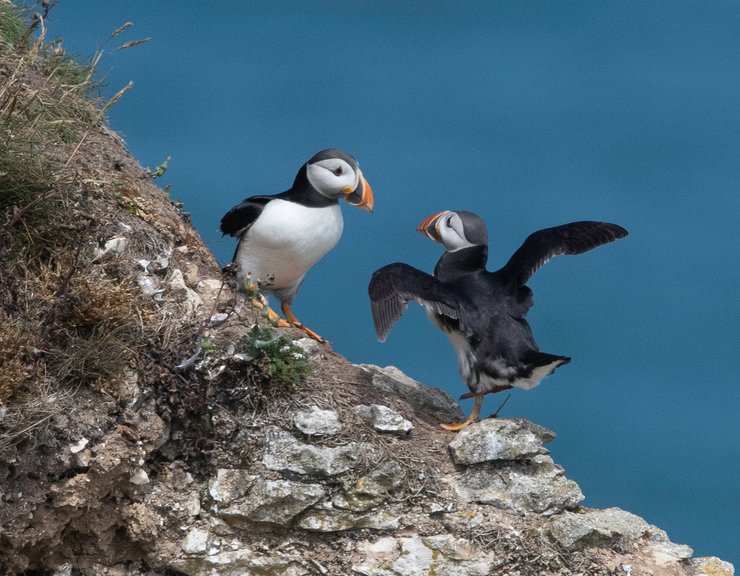 Тупики, морские птицы, тупики гнездятся на острове