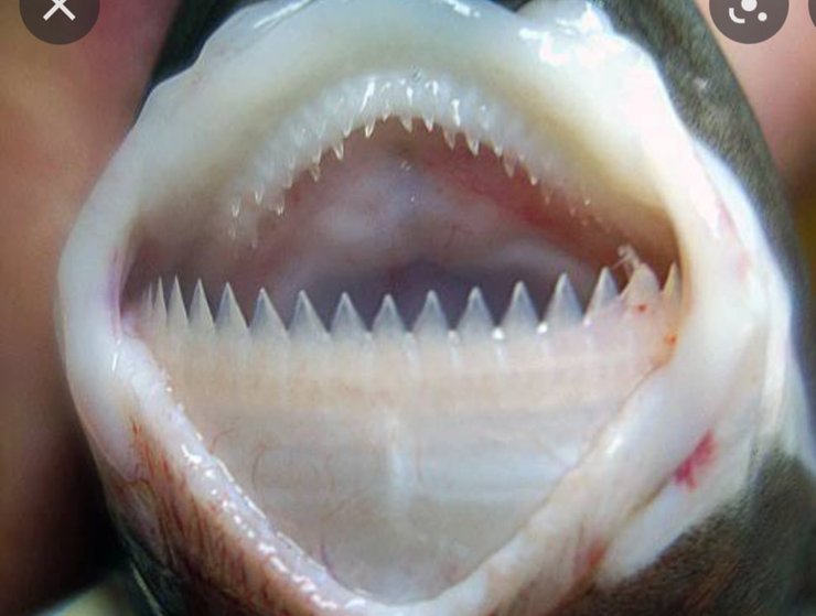 акула-резак, Шершавая кошачья акула (Roughskin catshark) , глубоководная акула,