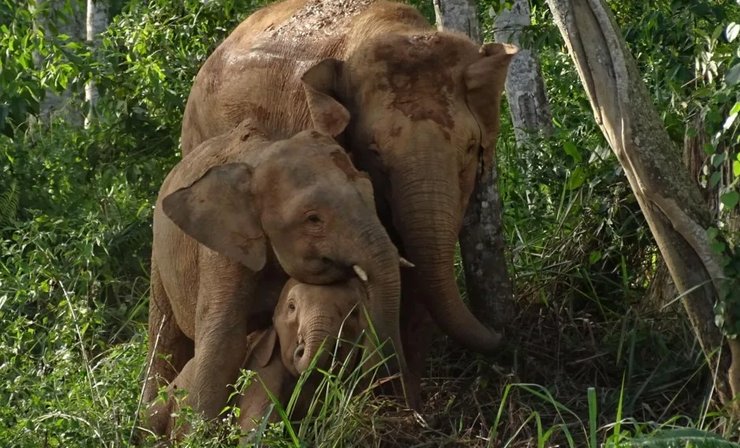 слон борнео