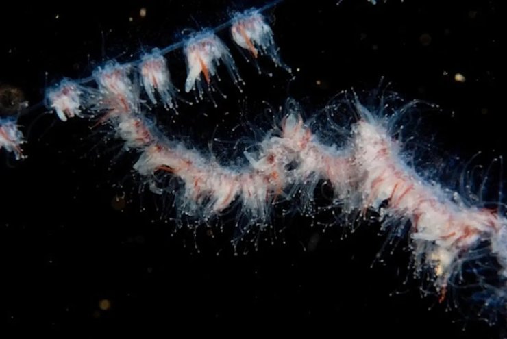 сифонофор, сифонофор організм