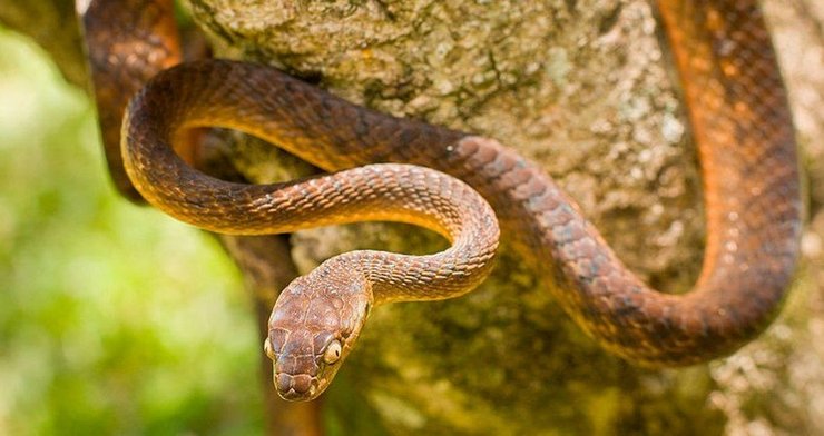 Змея, коричневая бойга