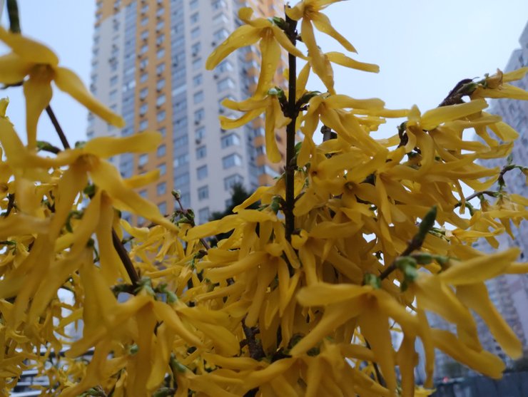 як купити квартиру в новобудові, яка ціна метру в новобудовах україна, чи буде дорожчати нерухомість україна 2023, як зростають ціни на первинному ринку нерухомості 2023, як знайти інформацію про новий жк київ