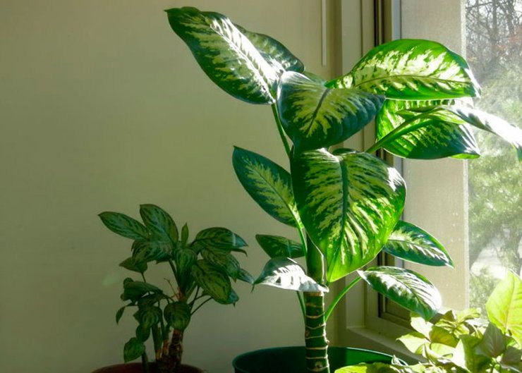 диффенбахия, комнатное растение
