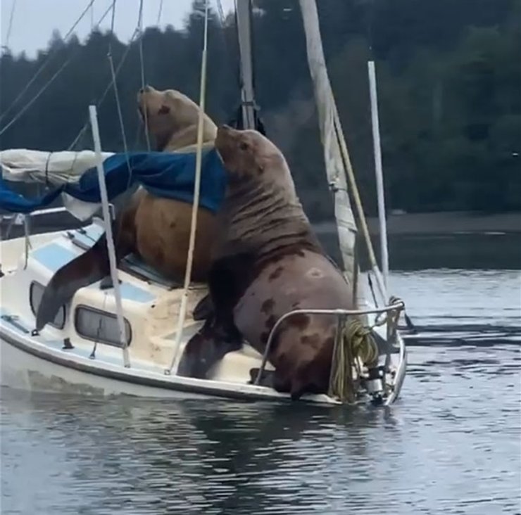 Seals on boat
