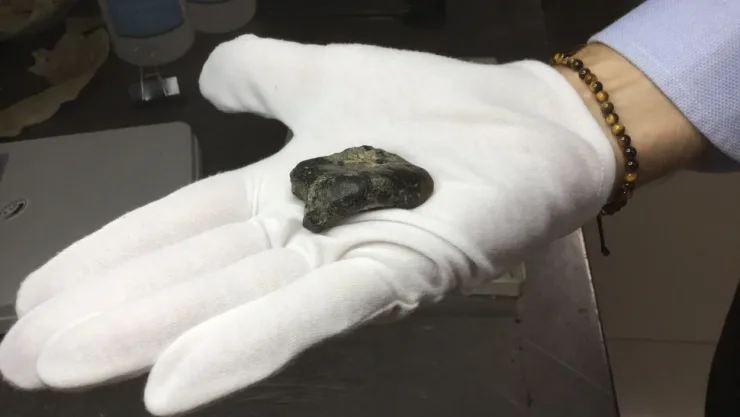 артефакт останки кости окаменелость люди археология археологи археологи