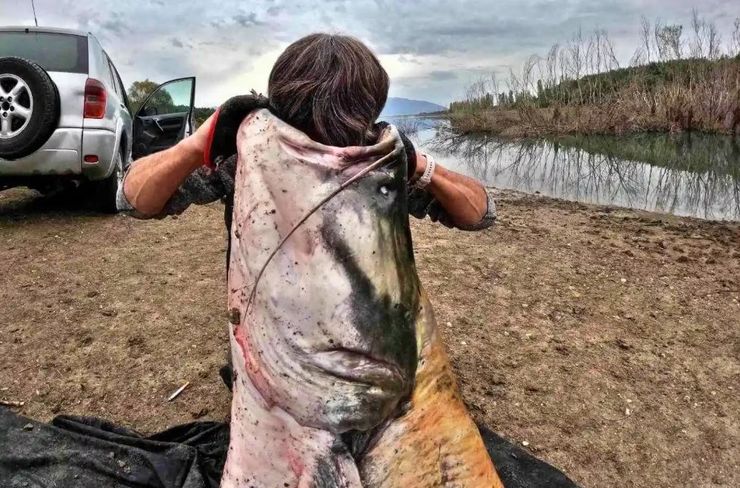 Марио Христов и Марио Спасов из Болгарии выловили самого большого в стране сома, как он выглядит, курьезы