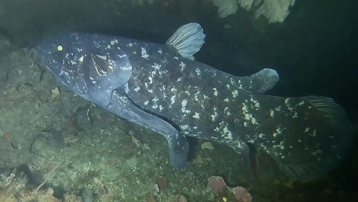 Недавние исследования показывают, что латимерия может жить до 100 лет