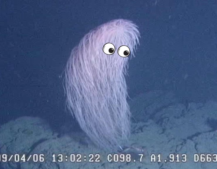 чубакка коралл