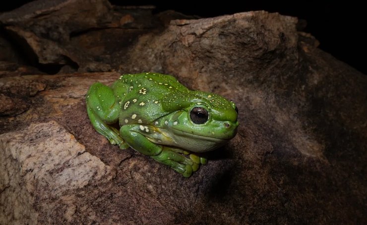 чудова деревна жаба