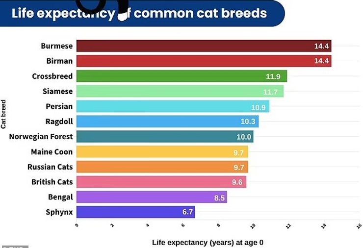 кішки таблиці смерті