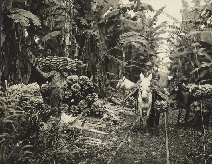 United Fruit Company, бананова плантація