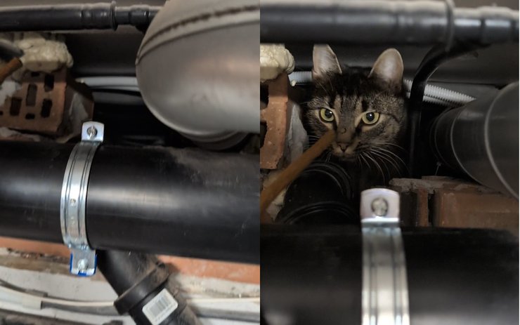 мужчина находка кот