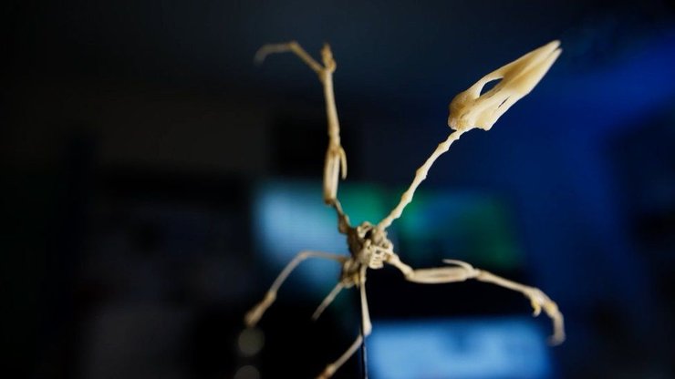 скелет пташеня птерозавра