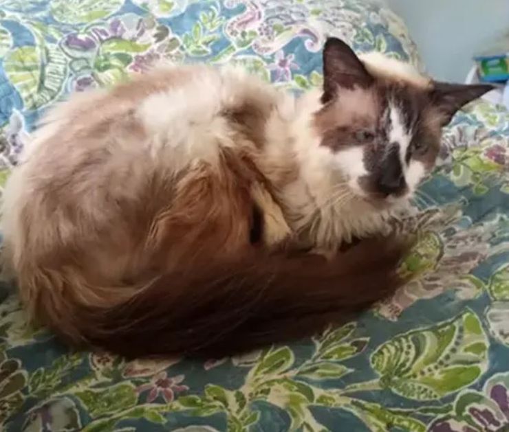 Кот вернулся к бабушке через 11 лет после исчезновения, курьезы, интересные истории, фото, США