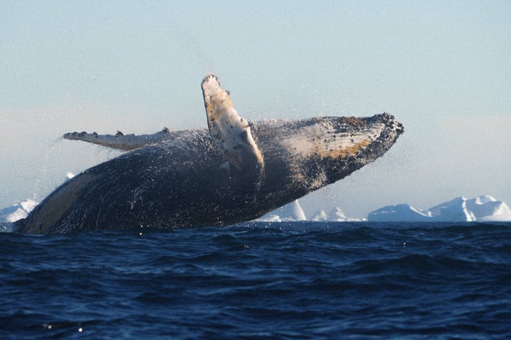 Прощальное шоу для экспедиции