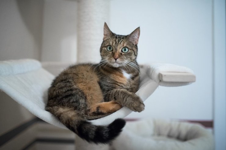 расслабленный кот, лежак, фото