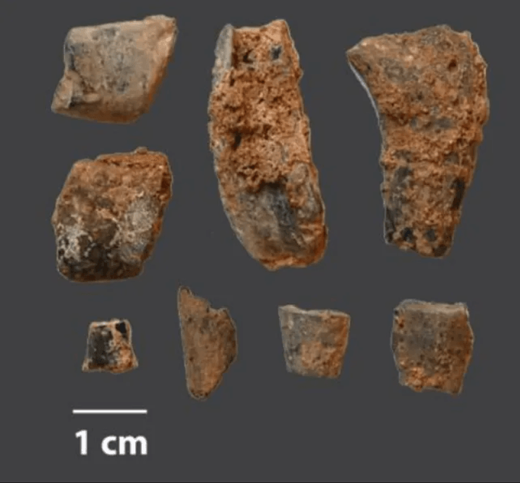 останки крабов, фрагменты панциря крабов
