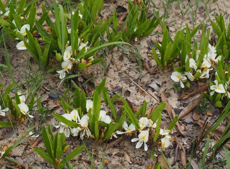 подземные деревья новый вид