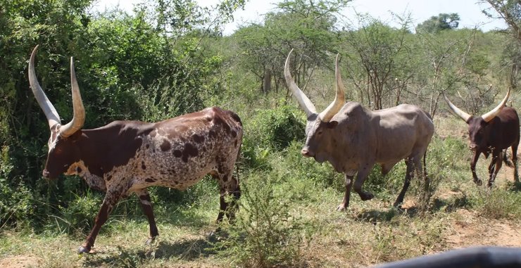 Ватуссі, дивовижні тварини, незвичайні тварини, рідкісні тварини