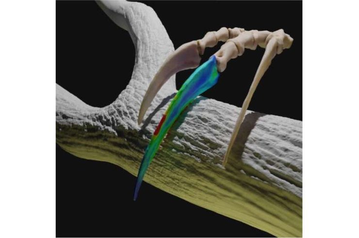 дослідження, палеонтологія, древні тварини, динозавр