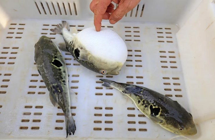 рыба фугу токсин