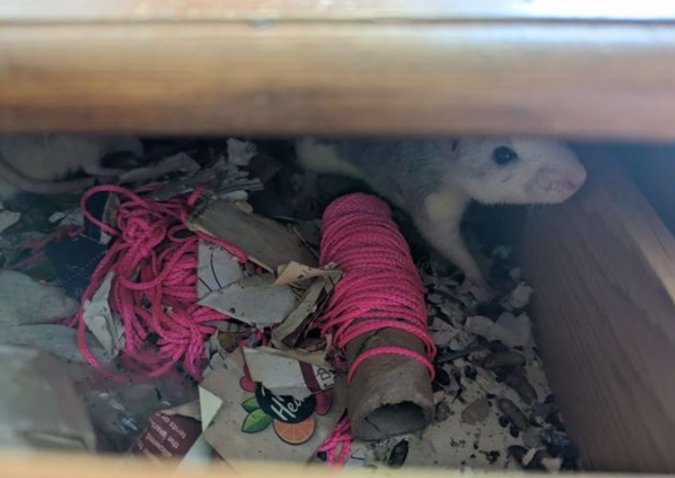 Сара Джордан из Великобритании жила посреди колонии щиров, суд, нарушение закона, курьезы, приколы, странные истории