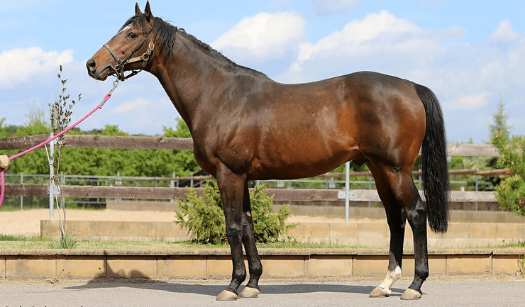 Кінь, жеребець, Зазу, скачки,