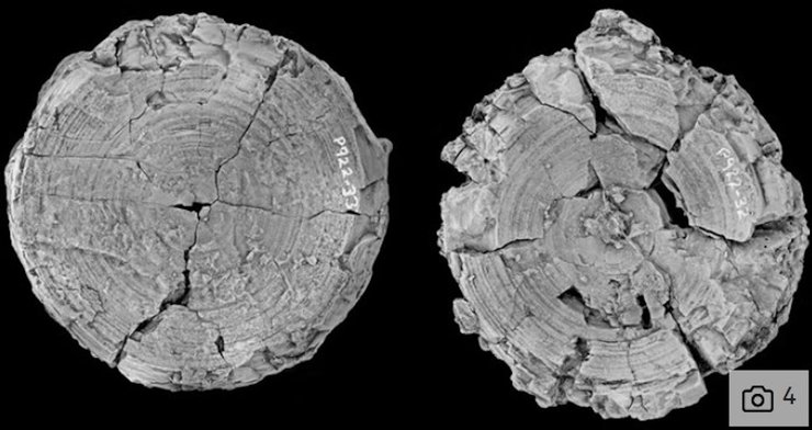 позвонки гигантская акула