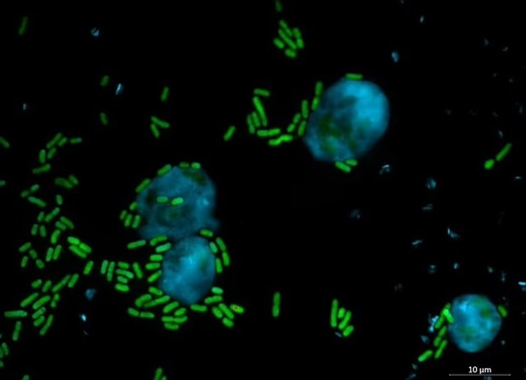 кіану рівз бактерія