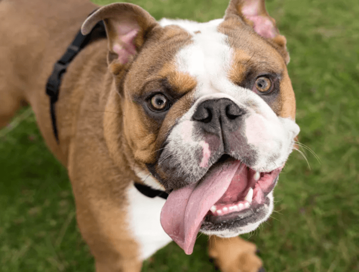Бульдог