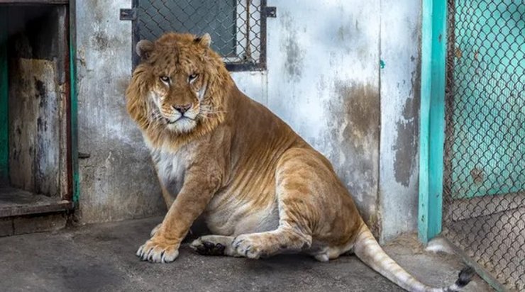 тигр, гибрид, лигр