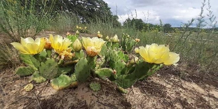 кактуси, кактус опунція, кактуси в Херсонській області