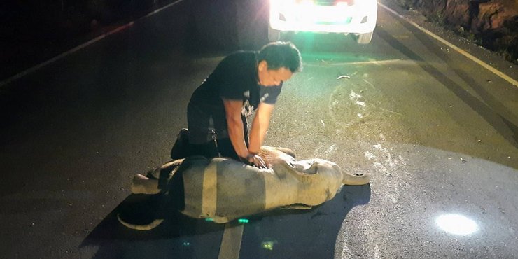 слон, спасатель, авария, массаж сердца