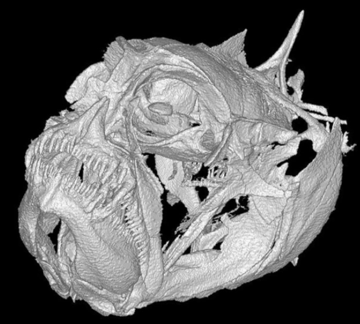 бичок карлик череп