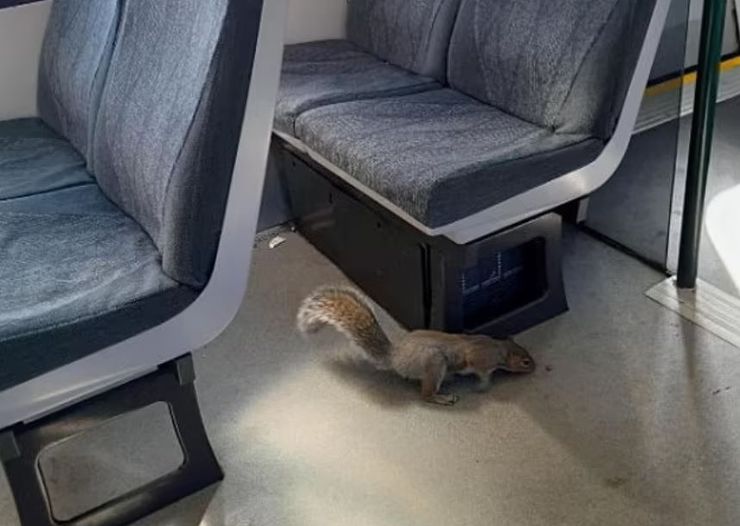 Пассажиры массово выбежали из вагонов поезда, нападение агрессивных белок, животные, курьезы, железная дорога, приколы