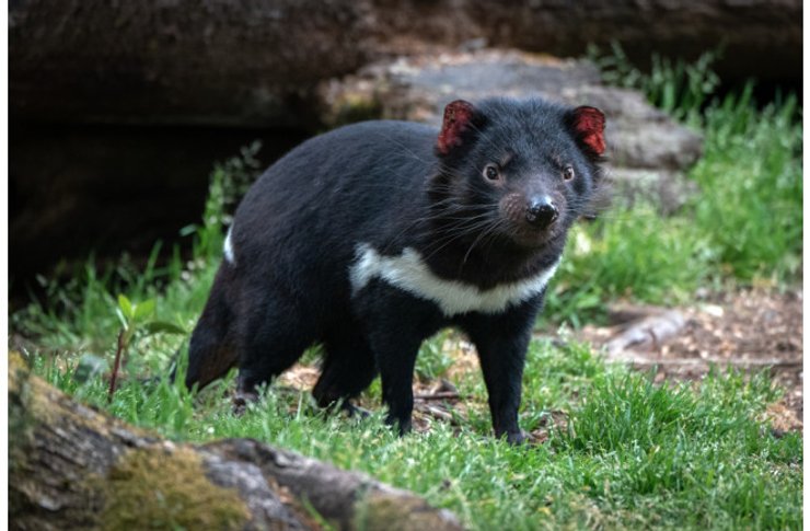Тасманійський диявол