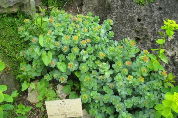 родиола розовая, растение, молекула памяти