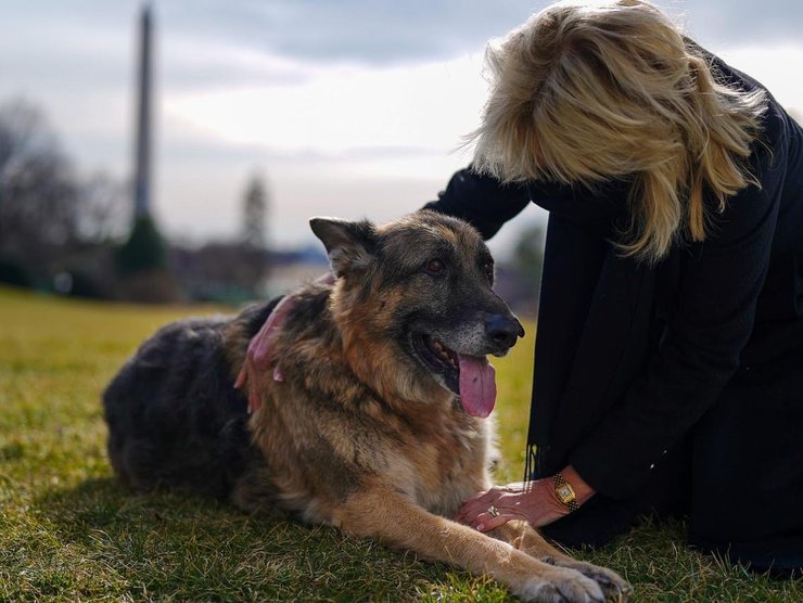 Джилл Байден с овчарками