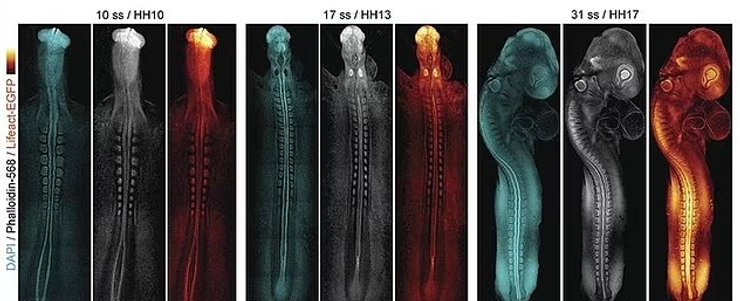 эмбрион перепел
