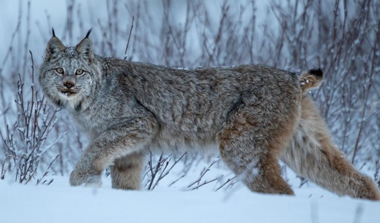 Обыкновенная рысь