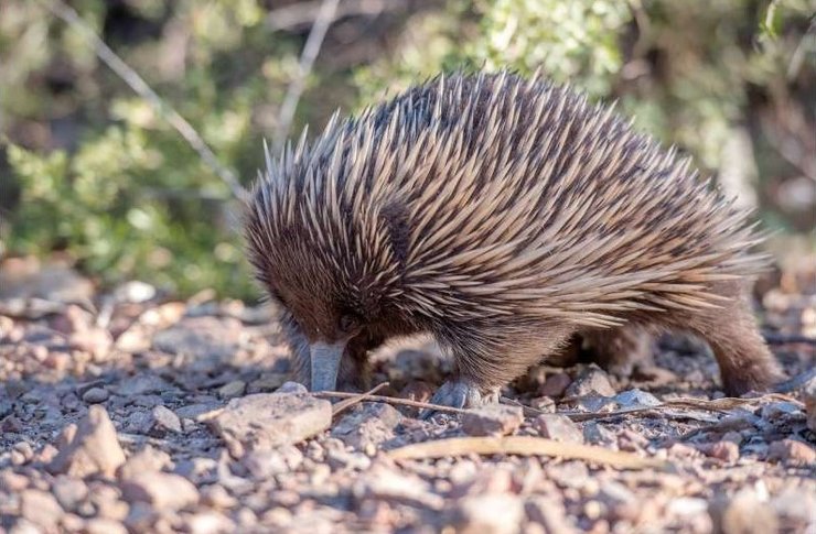 єхидна тварина