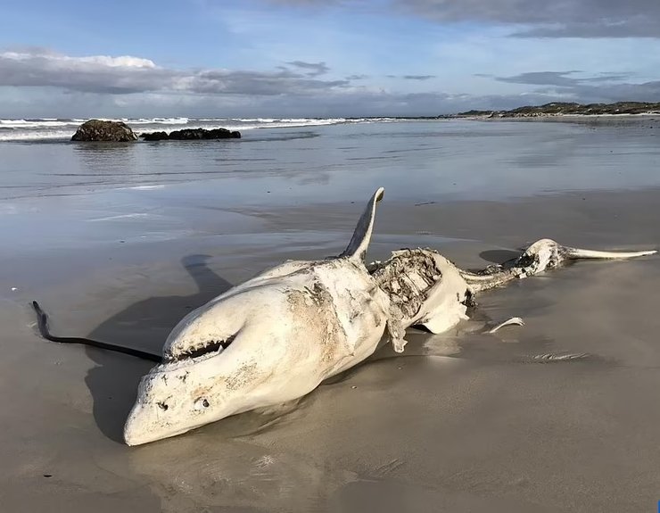 белая акула