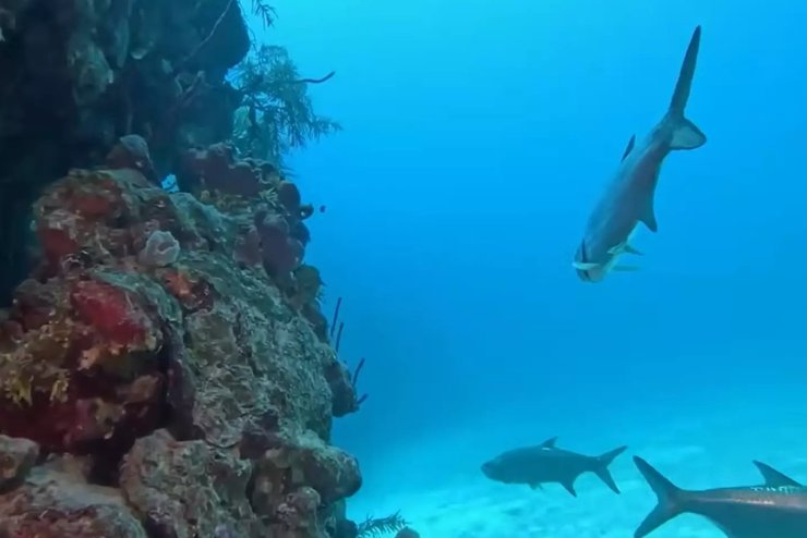 велика блакитна діра тварини