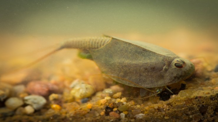 щитень, стародавнє живе, Triops cancriformis