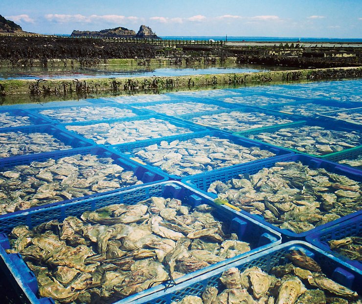 Выращивание устриц, устричная ферма