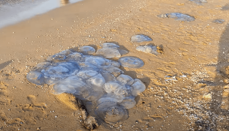 Азовское море медузы