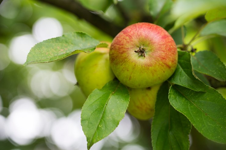 яблоки, фрукты