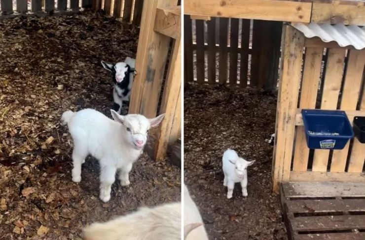 Народження козенят, поповнення на фермі, цікаві історії, неймовірні випадки з життя, цікавинки