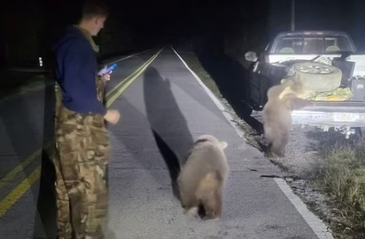 флорида медвежата